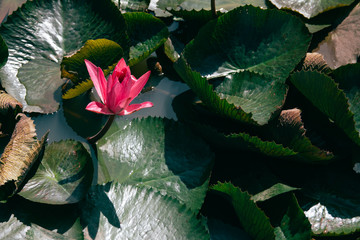 Lotus flower, Lotus flower in Lake