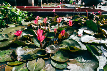 Lotus flower, Lotus flower in Lake