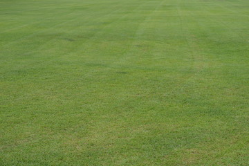 刈り込み後の芝生