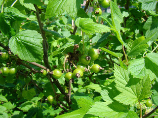 Green currant berries on a branch