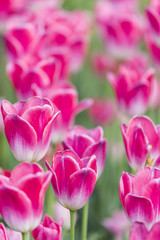 Obraz premium Tulip, 튤립