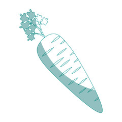 carrot vegetable icon over white background vector illustration