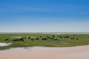 Water Buffalo Eating Grass On The Field