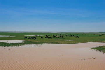 Water Buffalo Eating Grass On The Field