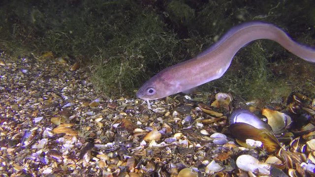 The male Roche's snake blenny (Ophidion rochei) next to a thicket of algae, medium shot.
