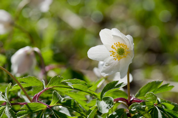 Closeup of wood anemone flower (anemone nemorosa) blooming in spring forest in Finland.