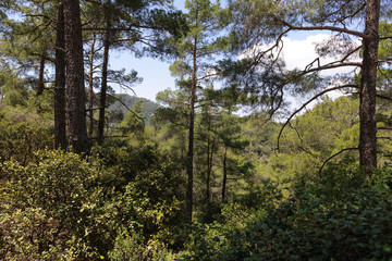 Trees of Cyprus