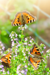 Fototapeta na wymiar 3 Schmetterlinge auf Thymianblüten