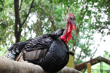 Turky in Thai Farm