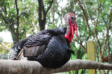 Turky in Thai Farm