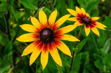 Black eyed susan flower on summer