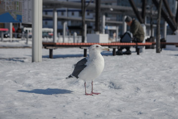 Snow Bird in Japan