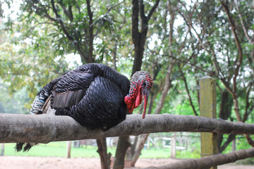 Turky in Thai Farm