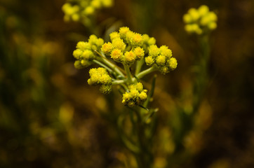 Medicinal plant helichrysum arenarium on a meadow