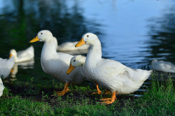 Naklejka na ściany i meble White ducks stand on the shore of the pond