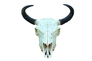 Rolgordijnen european bison isolated skull © taviphoto