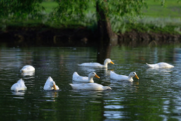 White ducks swimming in an artificial pond