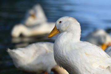 Obraz premium White ducks stand on the shore of the pond
