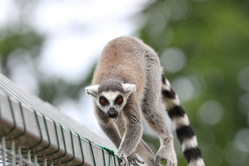 ring tailed lemur close up