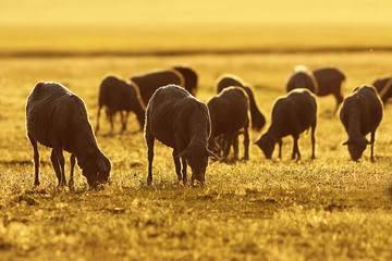 sheep herd in sunrise orange light