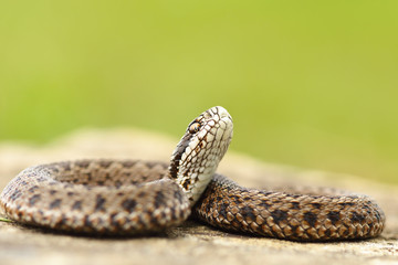 young meadow viper ready to bite
