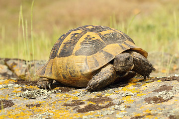 spur-thighed tortoise walking on a rock