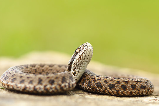young meadow viper ready to bite