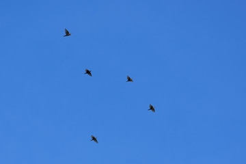Beautiful black birds fly in the blue sky. turdus merula