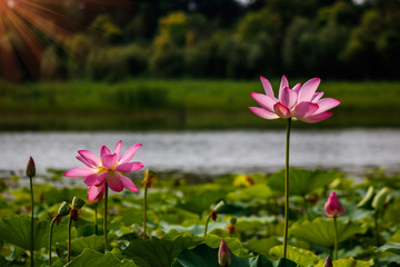 Lotus on lake