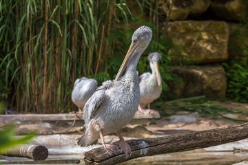 Brown and white wet pelican on a branch picking fleas insects and cleaning its beak