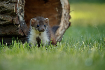 Beautiful cute beech marten, forest animal, Martes foina, Stone marten, detail portrait. Small predator with the tree trunk near forest. Czech republic, europe.
