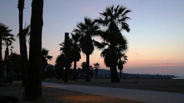 Silhouette of palm trees at dawn