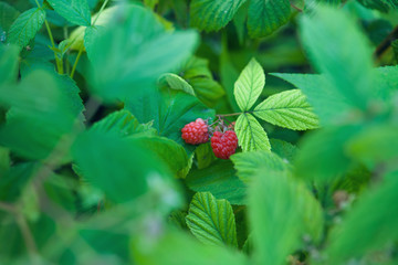 Fresh Red Raspberries In The Garden