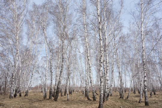 Fototapeta birch forest