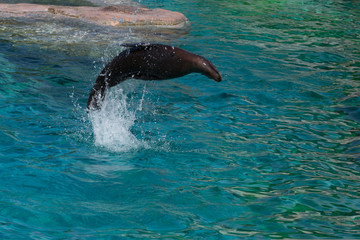 Sea lion jumping out of the water