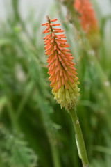 Torch lily flower close up