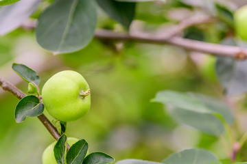 実りたての加賀藩在来