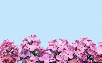 Crédence en verre imprimé Lilas Beau lilas violet