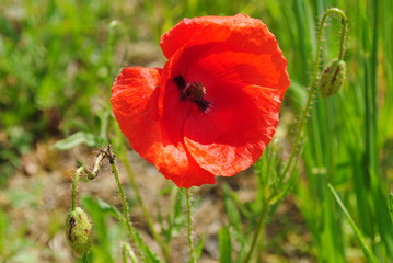 Mohnblume