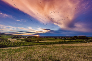 Fototapeta premium colorful sunrise over the green valley with birds flying above, nature background 
