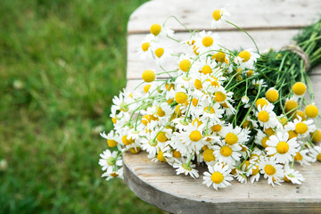 Daisy chamomile flowers on wooden garden table. with copy space.