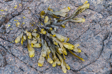 Small Seaweed on Rock