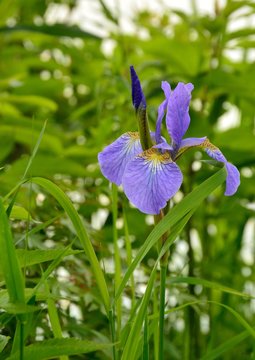 菖蒲の花咲く（Flowers of Siberian iris)