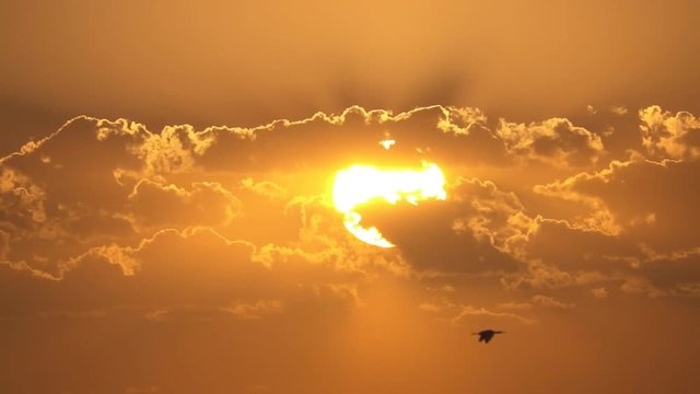 Single ibis bird flying over sunset, loopable