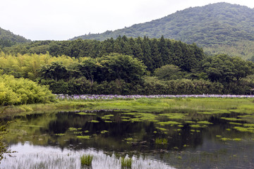 Fototapeta premium はなしょうぶ