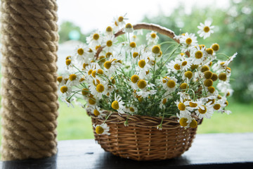 Daisy flowers in the basket. Basket with chamomile in the garden.