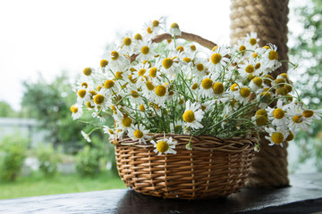 Daisy flowers in the basket. Basket with chamomile in the garden.