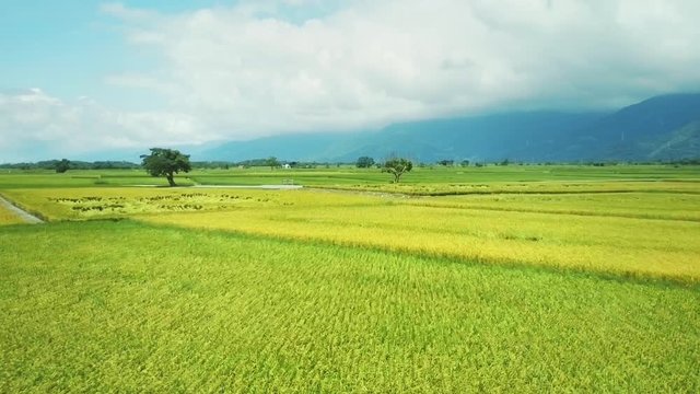 Flying above rice fields in harvest season at Mr. Brown Avenue. Chishang. Taiwan. June 2017.