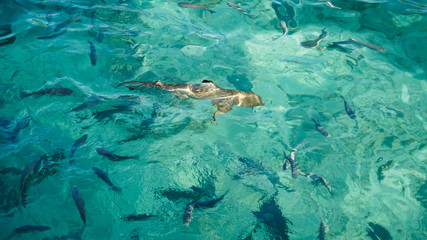 Fototapeta na wymiar Shark in a school of reef fish, turquoise clear ocean. Business concept be unique and outstanding from other
