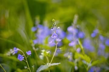Veronica chamaedrys (germander speedwell, bird's-eye speedwell)
